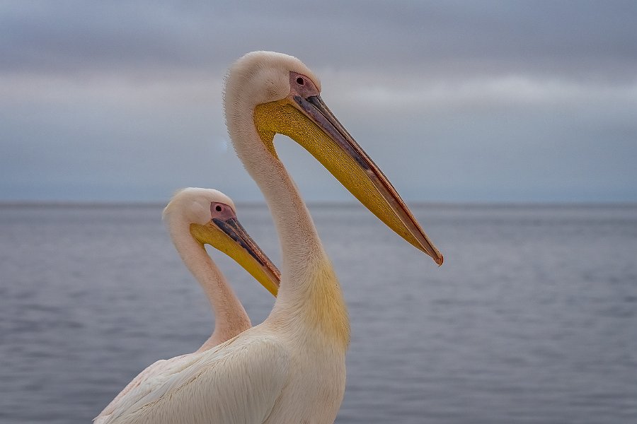 125 Walvisbaai, Namibie.jpg